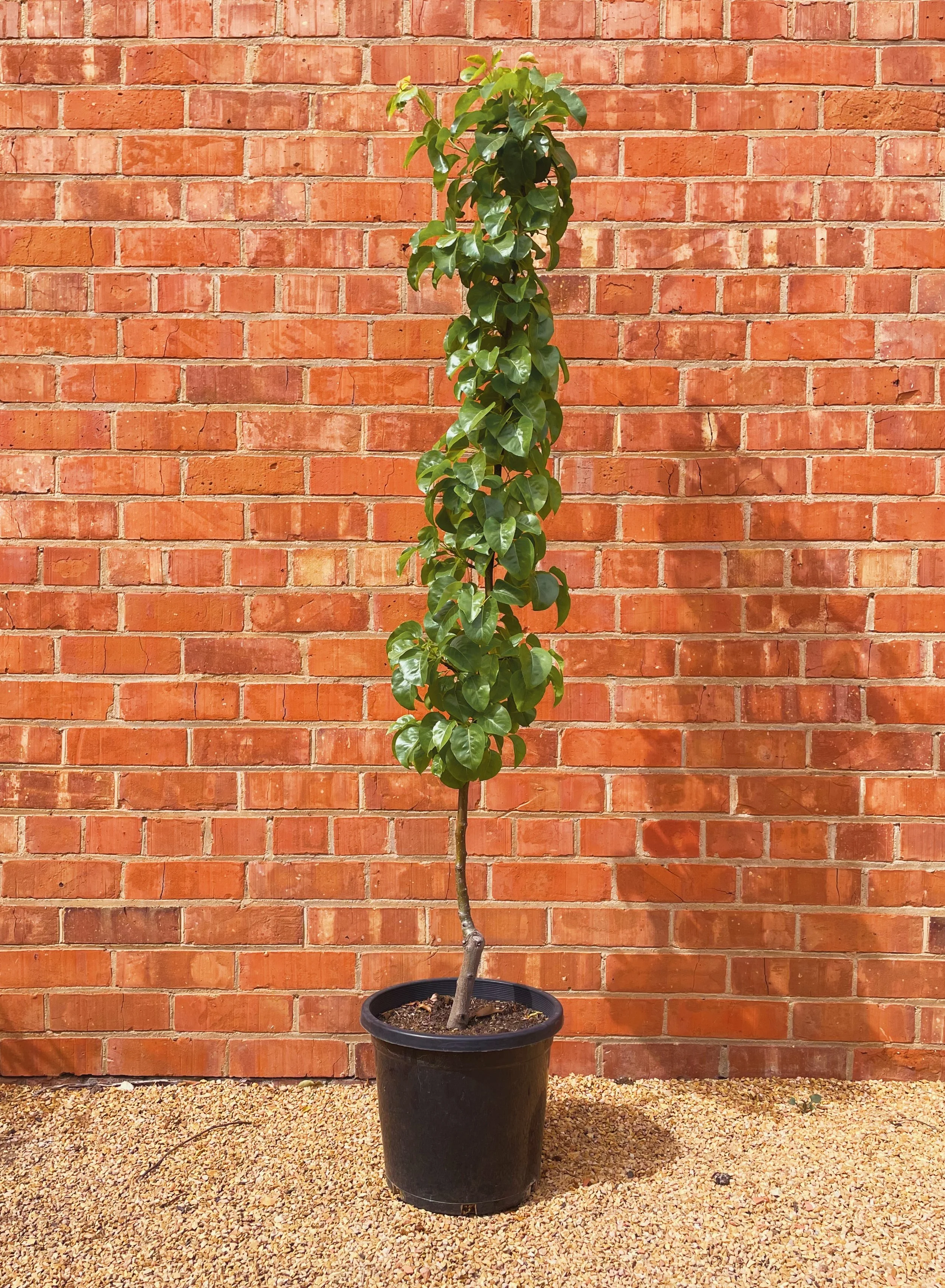 Pear Ornamental Mini Capital *Pre Order Only