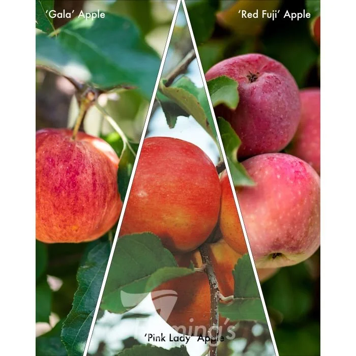 Apple 3 Way 'Gala' + 'Pink Lady' + 'Red Fuji' *Pre Order Only