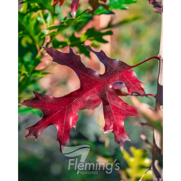 Scarlet Oak *Pre Order Only