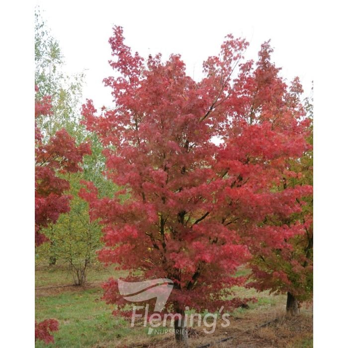 maple 2.jpg
