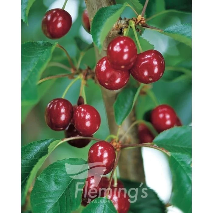 Cherry Royal Lee *Pre Order Only