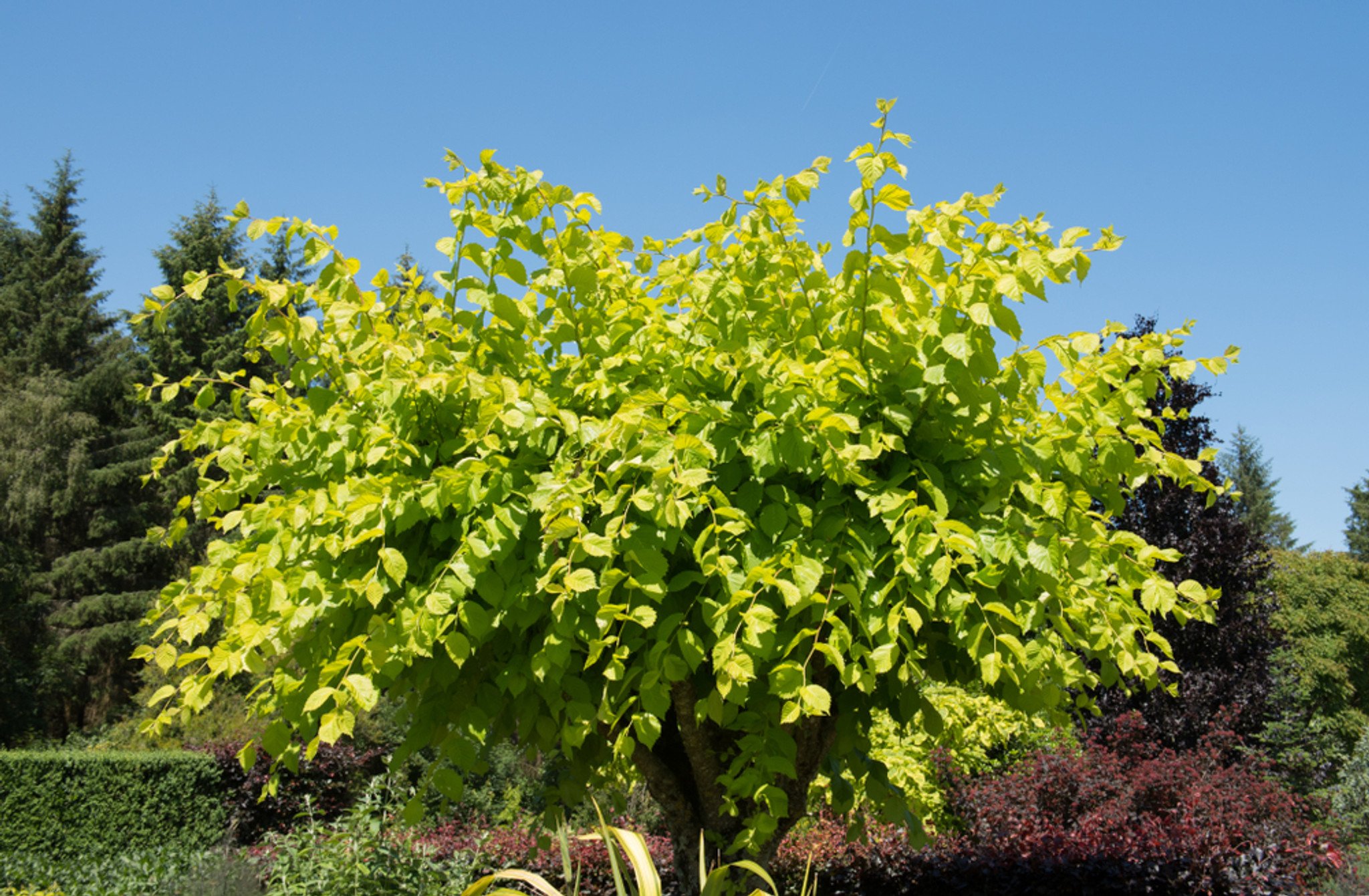 Golden_Elm__98477.jpg