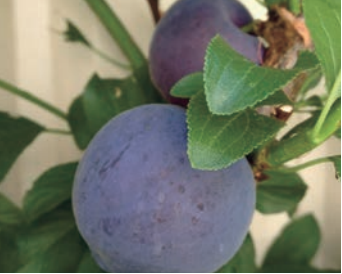 Plumcot Spring Satin *Pre Order Only