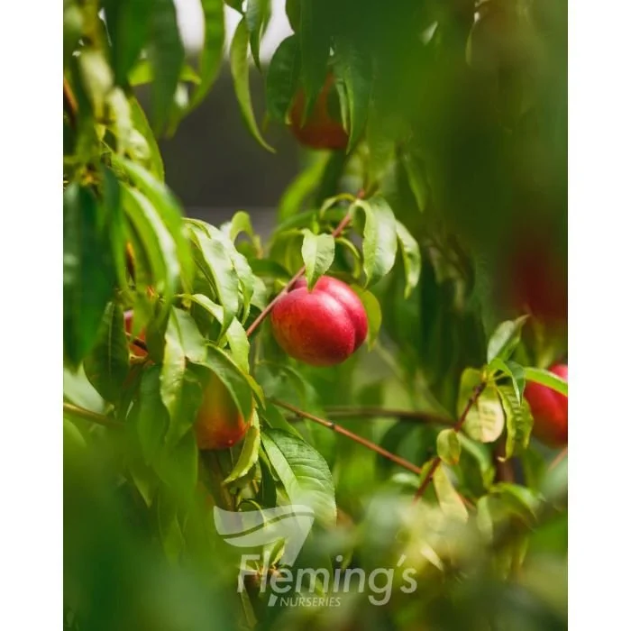 Nectarine Fantasia *Pre Order Only
