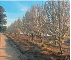 Pear Ornamental Glensform *Pre Order Only