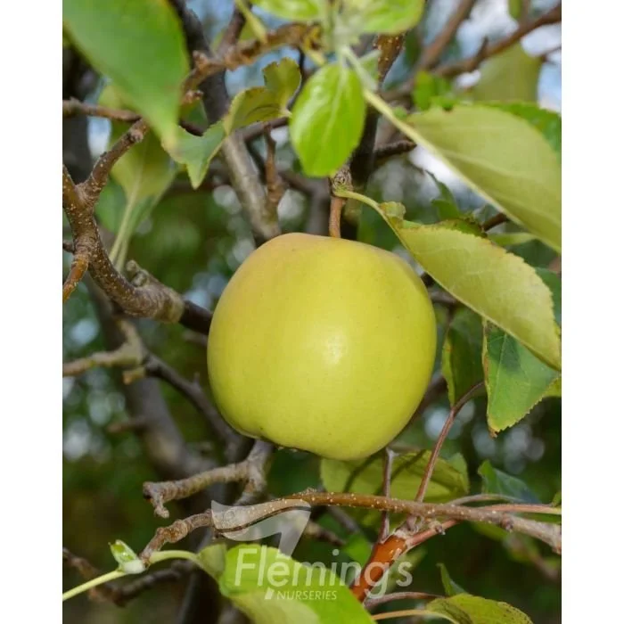 Apple Golden Delicious *Pre Order Only