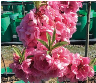 Peach Dwarf *Pre Order Only