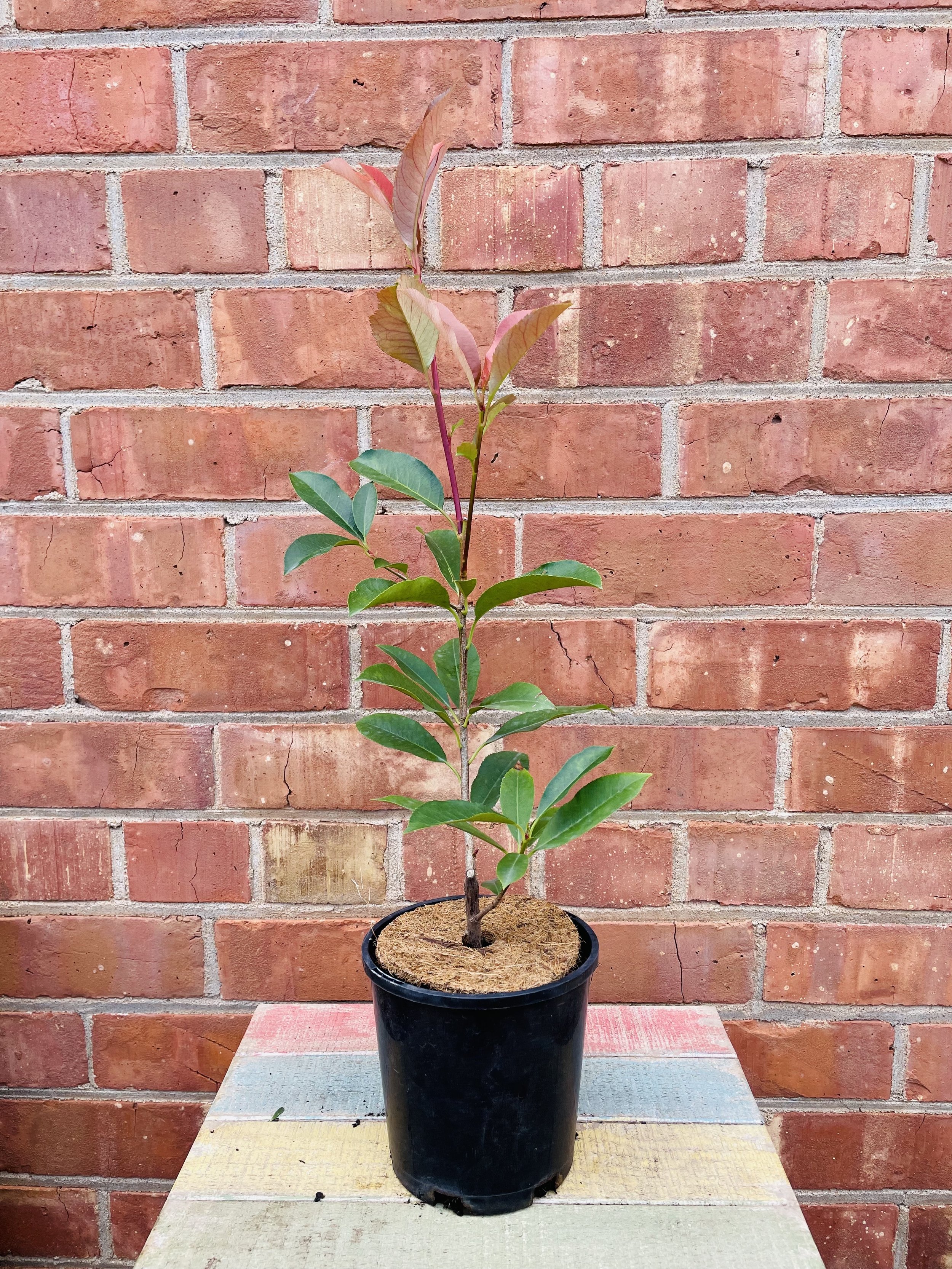 Photinia Robusta