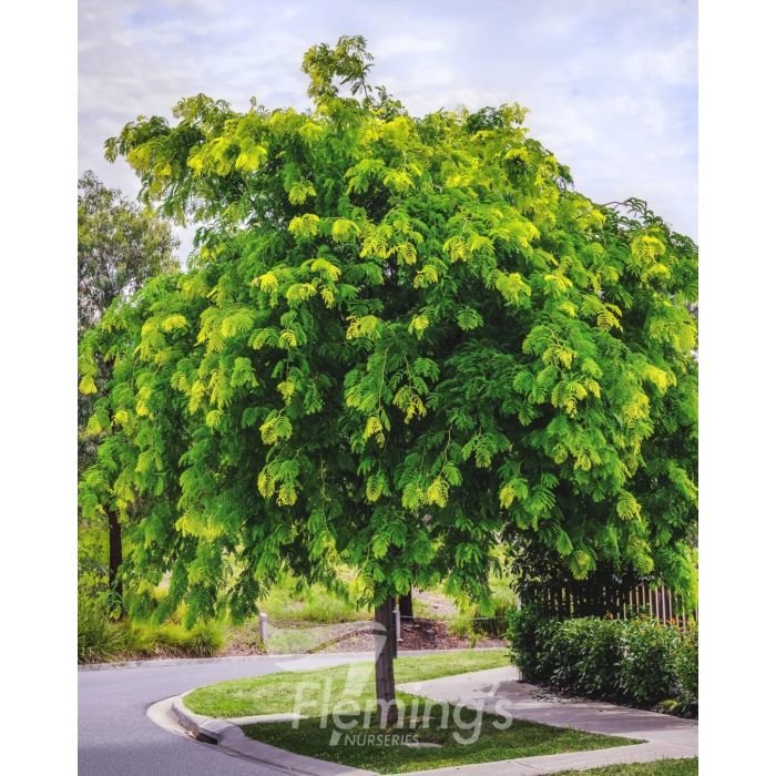 gleditsia.jpg