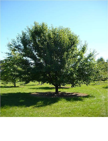 manchurianpear-1.jpg