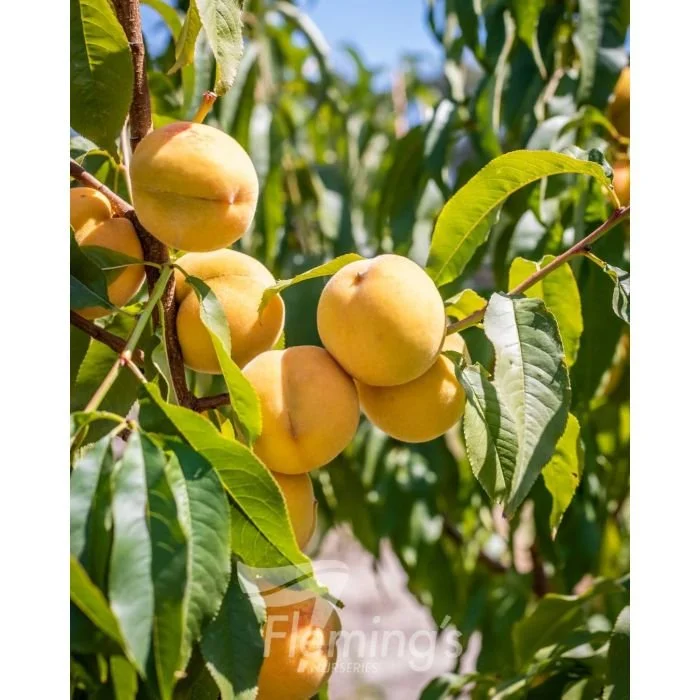 Peach Golden Queen
