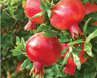 Pomegranate Wonderful  *Pre Order Only