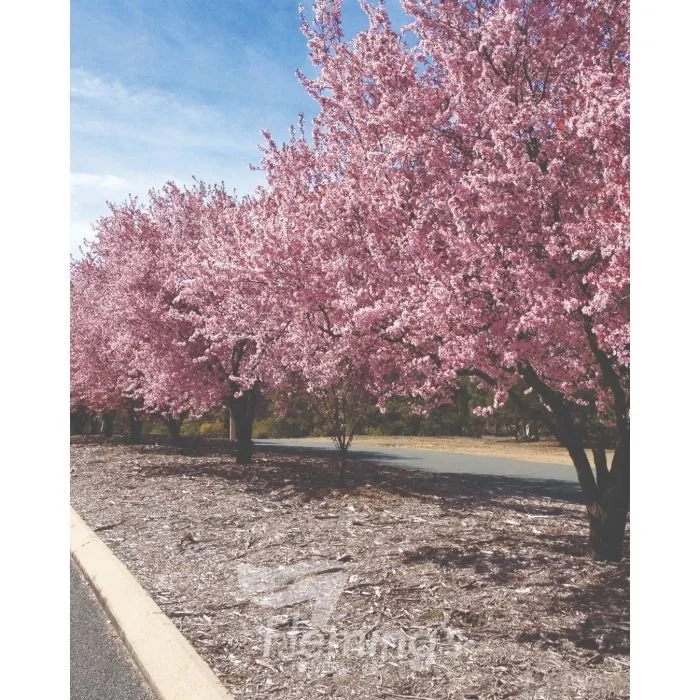 Plum Ornamental Nigra *Pre Order Only