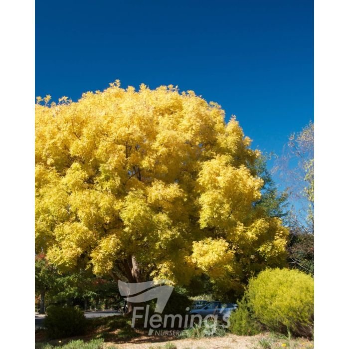 fraxinus.jpg