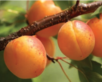 Apricot Early Divinity *Pre Order Only