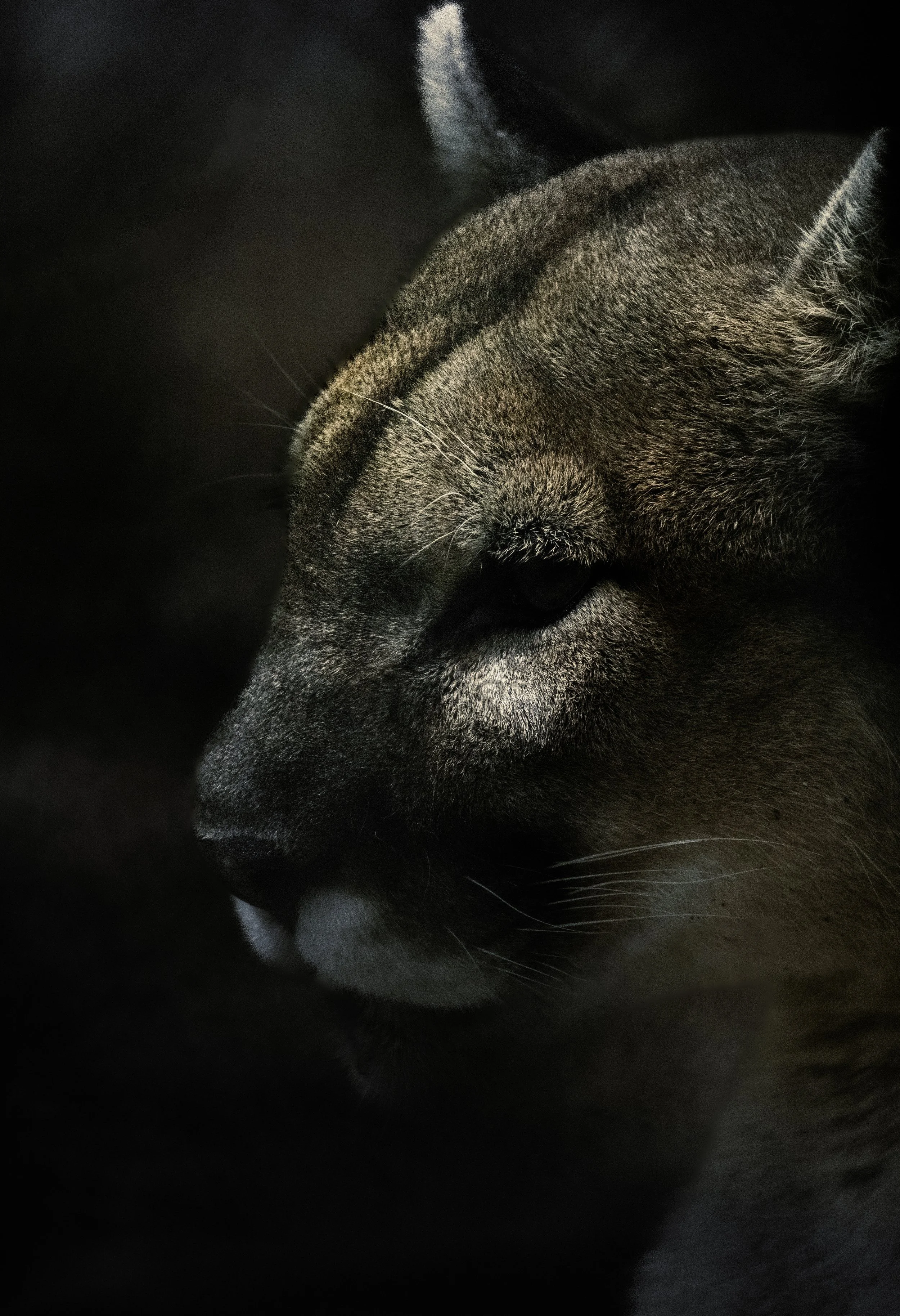 in the shadows