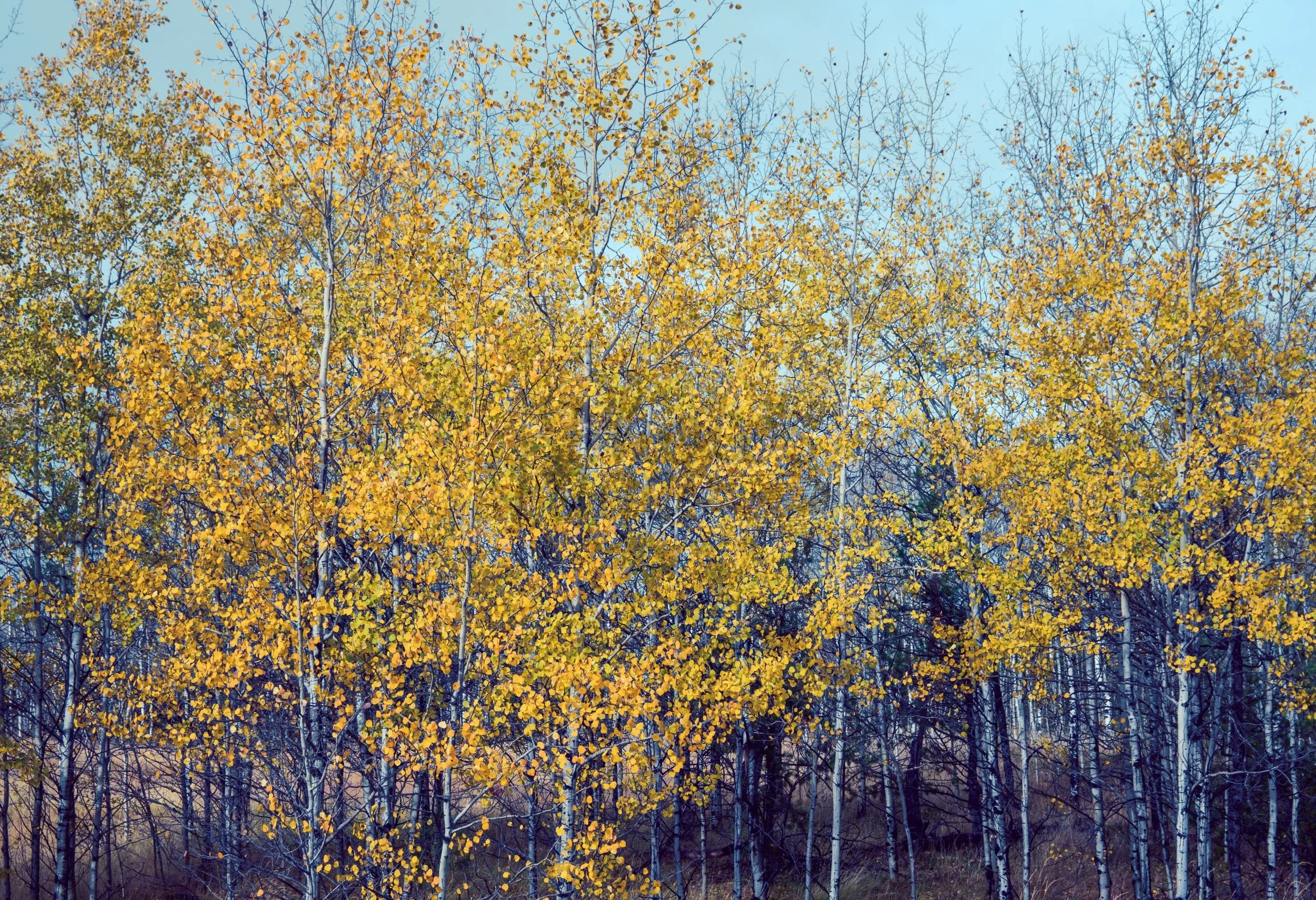 nature's palette