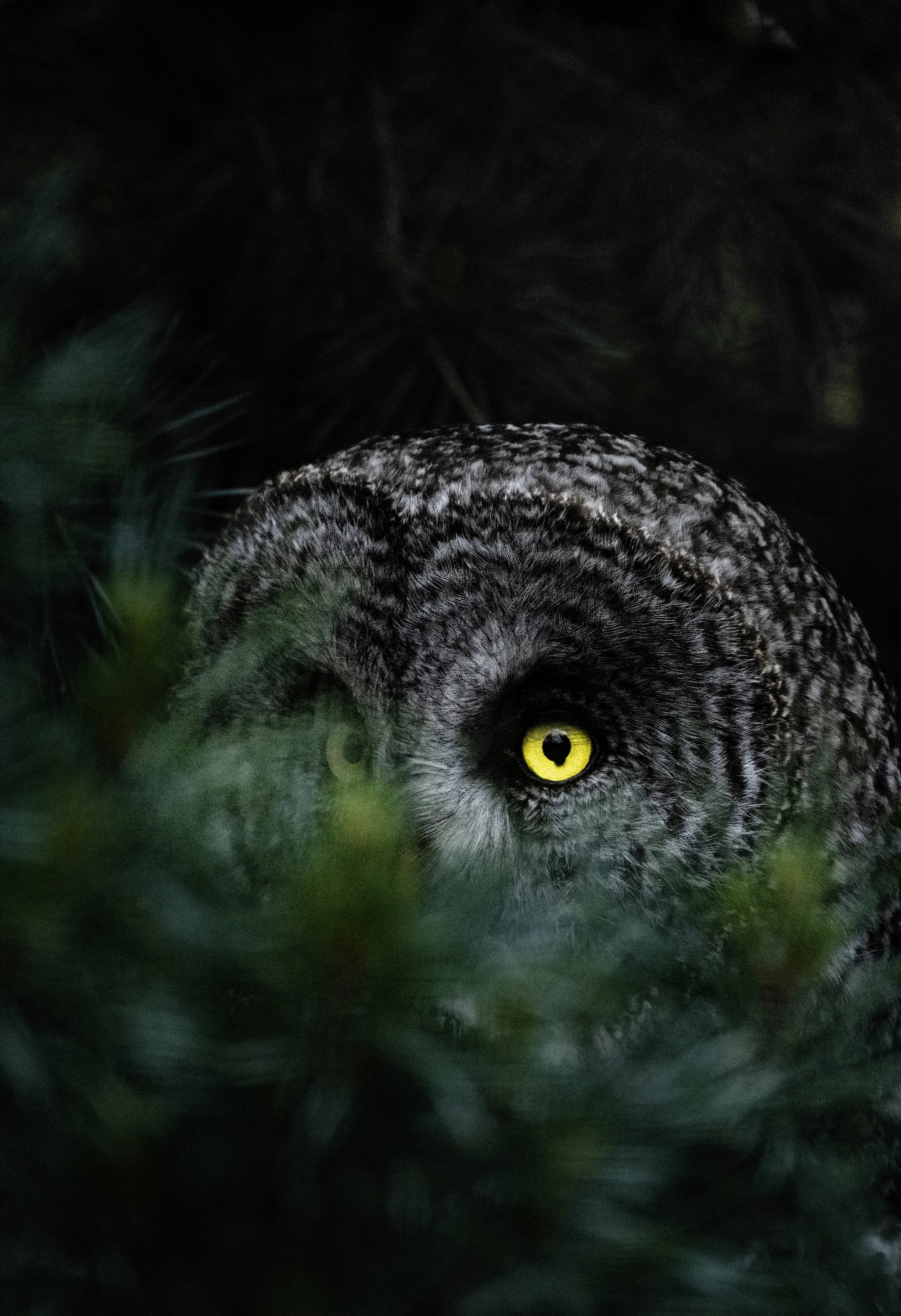 owl aware