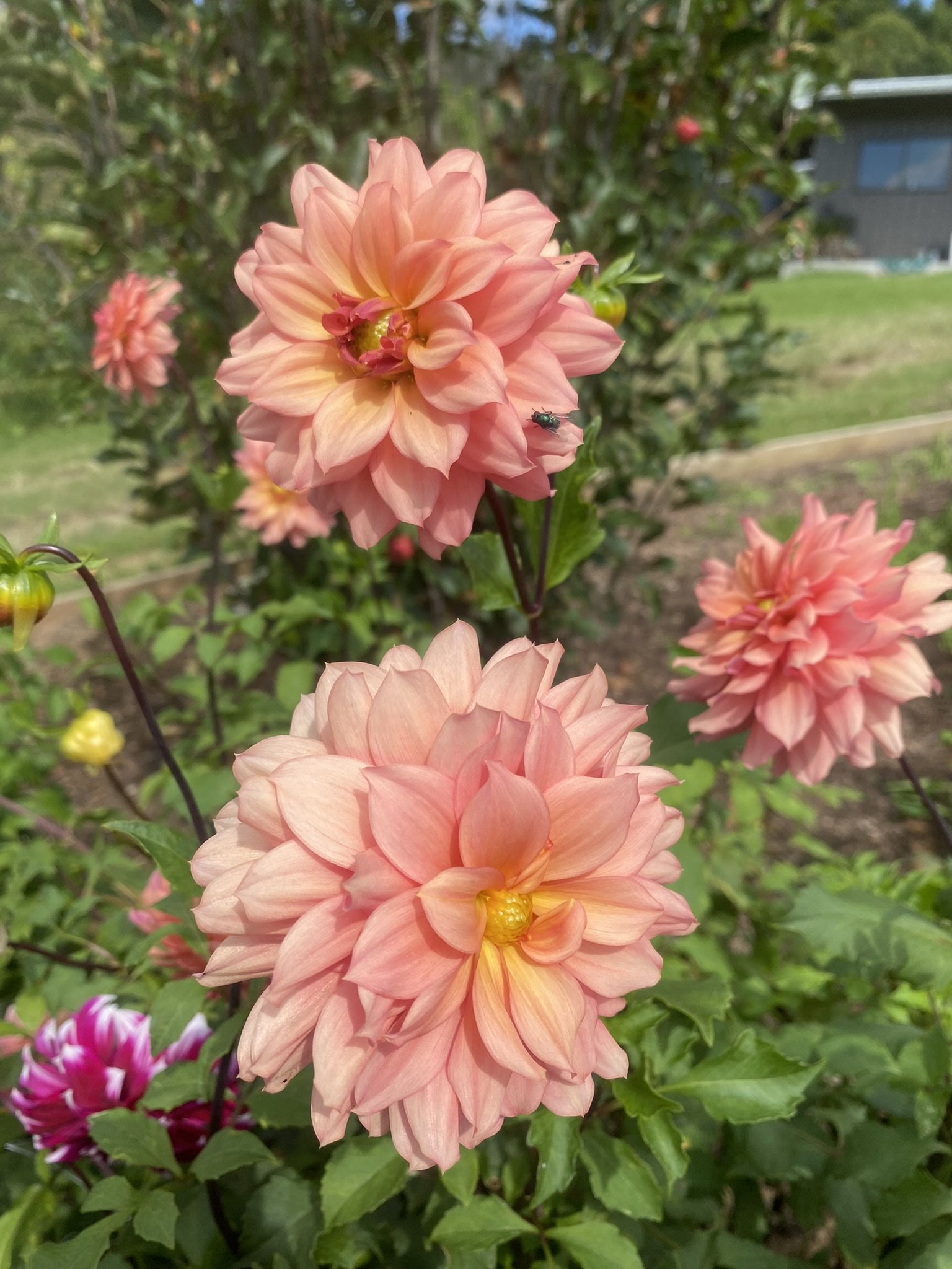Sunset Pack — Paddock Flowers
