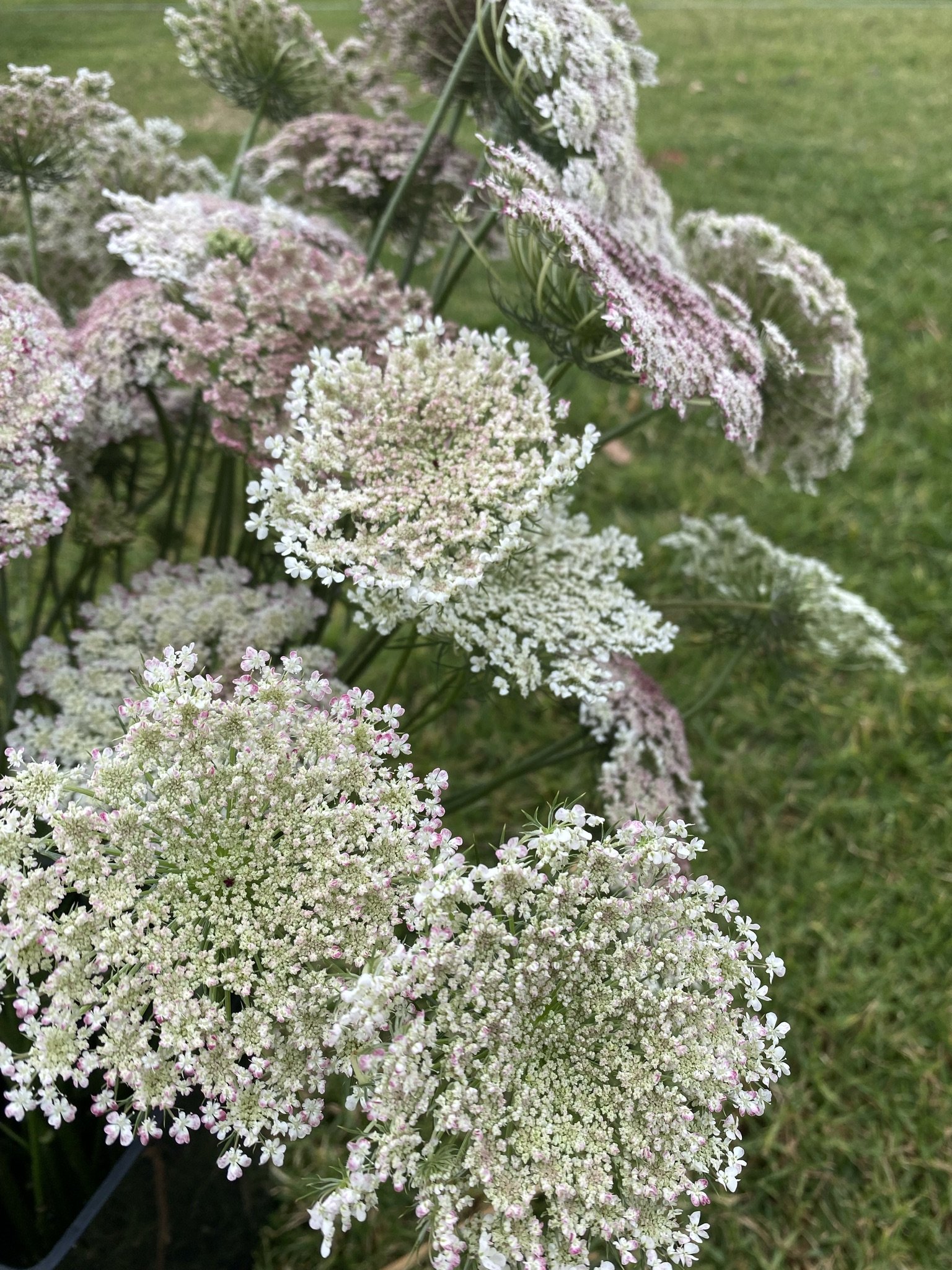 Chocolate Queen Anne's Lace