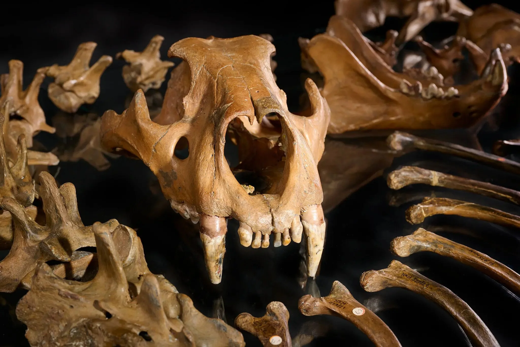The skull of a cave lion found near Siegsdorf in the Bavarian Alps in 1985, estimated to be about 48,000 years old. A new analysis indicates that the animal was killed and butchered by Neanderthals.Credit...Volker Minkus