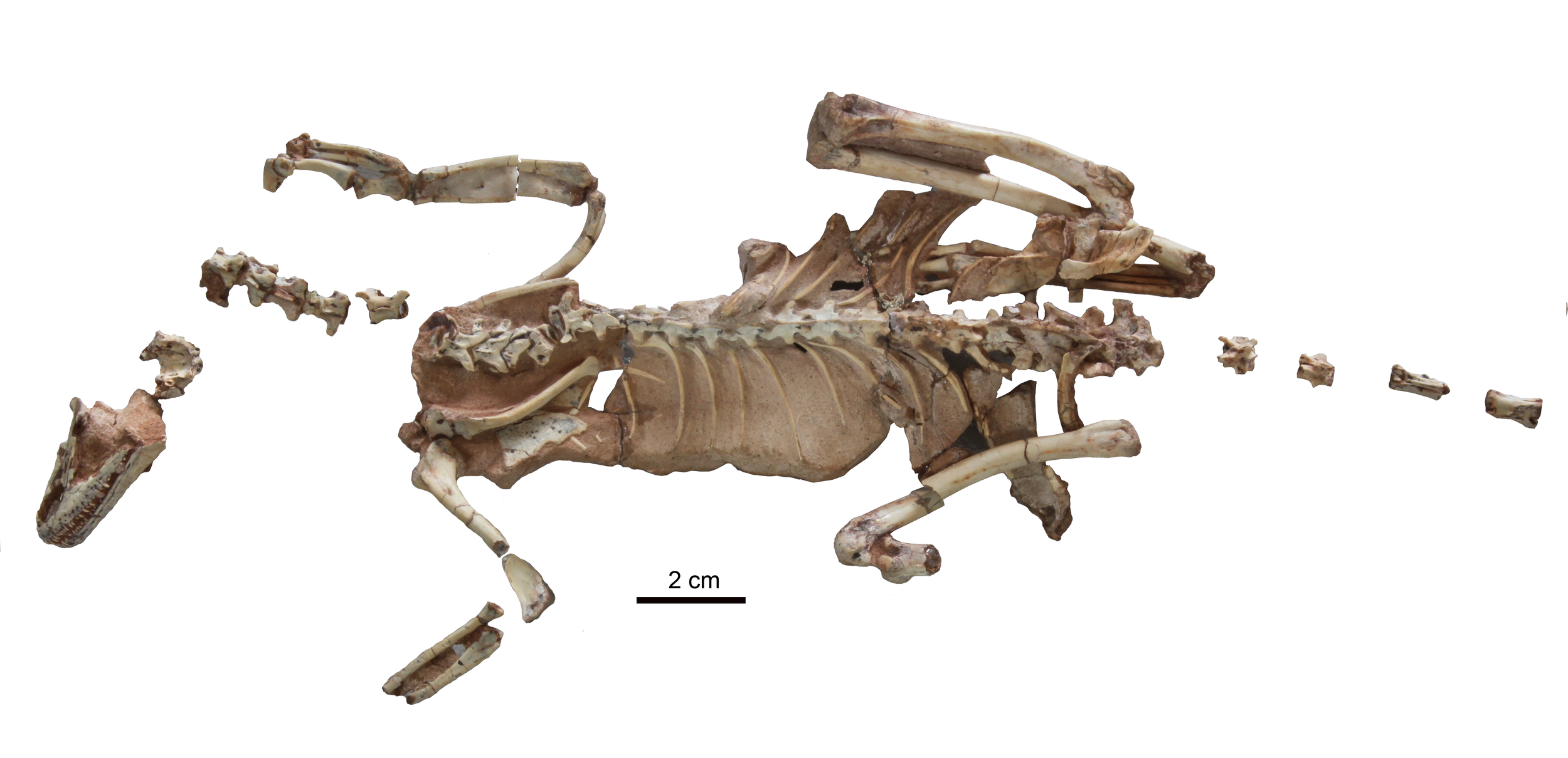 El ejemplar de Alnashetri quedó rápidamente sepultado por una duna de arena en avance, lo que permitió su conservación casi intacta durante 90 millones de años.