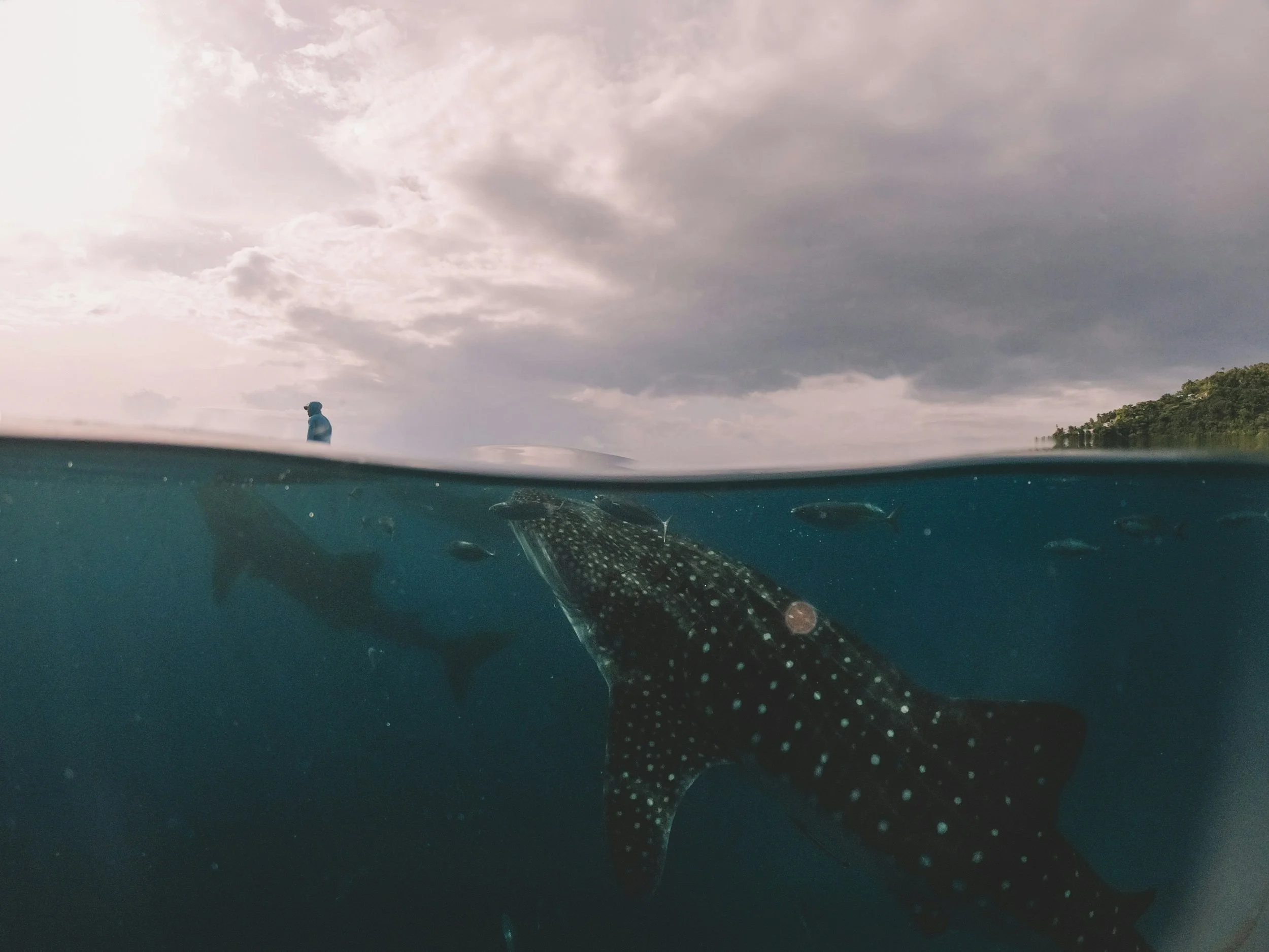 Los tiburones ballena suelen congregarse en zonas donde el plancton y el krill se concentran temporalmente, convirtiendo estos puntos calientes de alimento en paradas clave de sus largas migraciones.