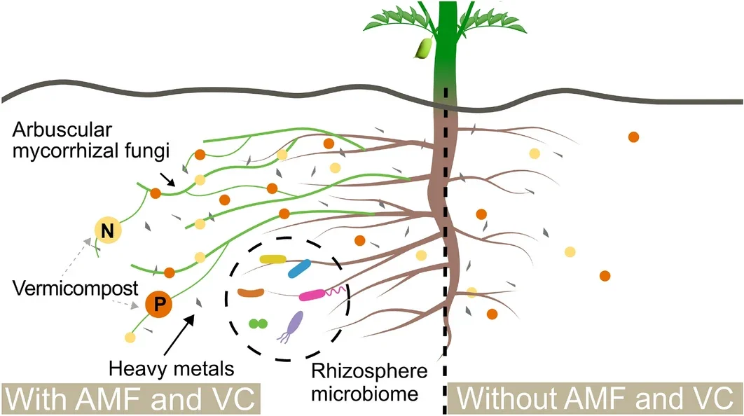 Esquema de cómo interactúan el garbanzo, los hongos micorrícicos y el vermicompost en el suelo.