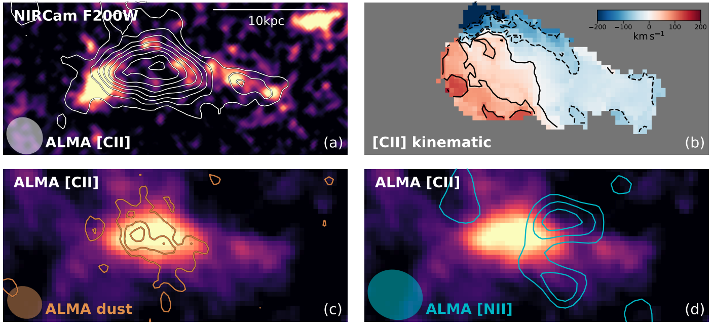 Observaciones de ALMA de la galaxia C26 que muestran la distribución y el movimiento del gas frío, el polvo y el gas ionizado. Las imágenes revelan que gran parte del gas ha sido desplazado fuera de la galaxia.