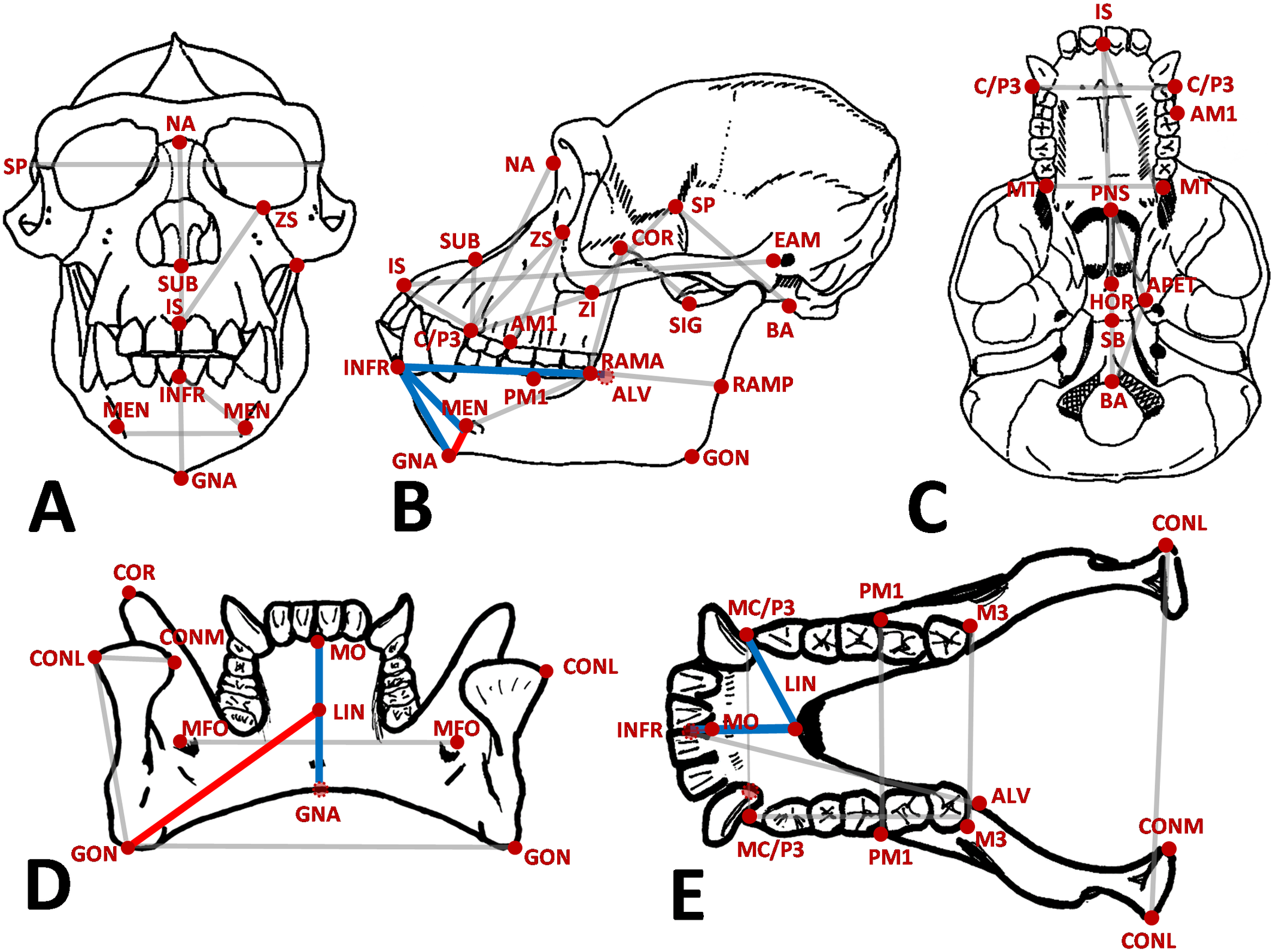 Esquema del cráneo y la mandíbula humanos con los puntos anatómicos que analizaron los científicos para estudiar el origen de la barbilla.