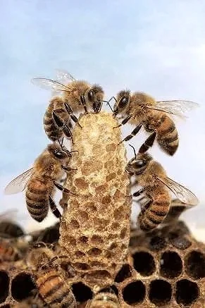 Una celda real rodeada por su séquito de obreras cuidadoras. Estas abejas especializadas, descritas en el nuevo estudio, construyen, mantienen y acondicionan las cámaras donde se desarrollan las futuras reinas.