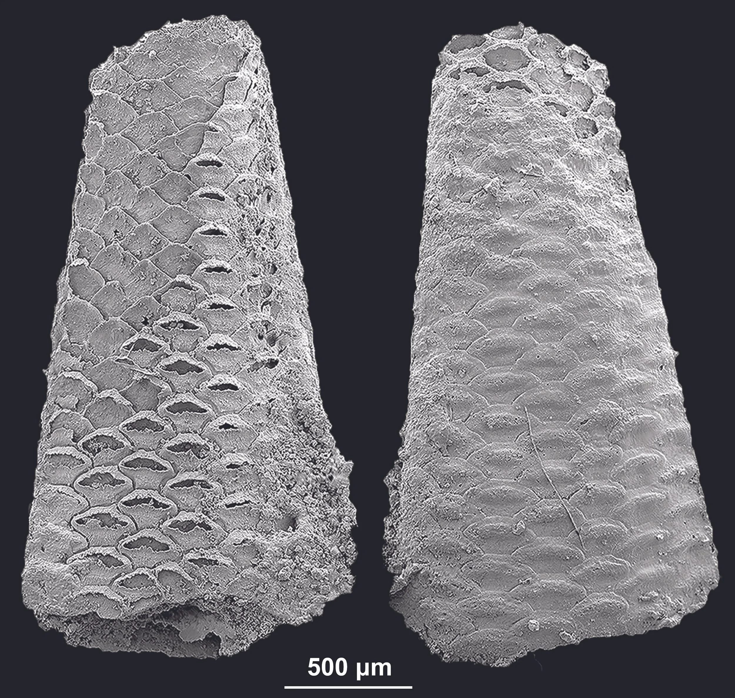 Fósil de Dayingomelission hexaclitia, un briozoo del Cámbrico temprano descubierto en la Formación Xiannüdong, en el sur de China.