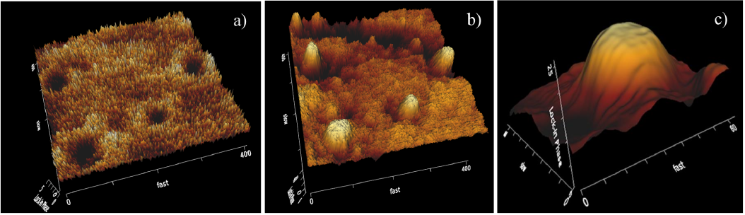 Imágenes de microtúbulos obtenidas mediante microscopía de fuerza magnética. Las zonas brillantes se interpretan como señales de expulsión de flujo magnético, un posible indicio de superconductividad que todavía requiere confirmación independiente.