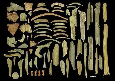 Conjunto de restos esqueléticos de neandertales recuperados en la cueva de Goyet (Bélgica), tres de los cuales han sido analizados en este estudio.