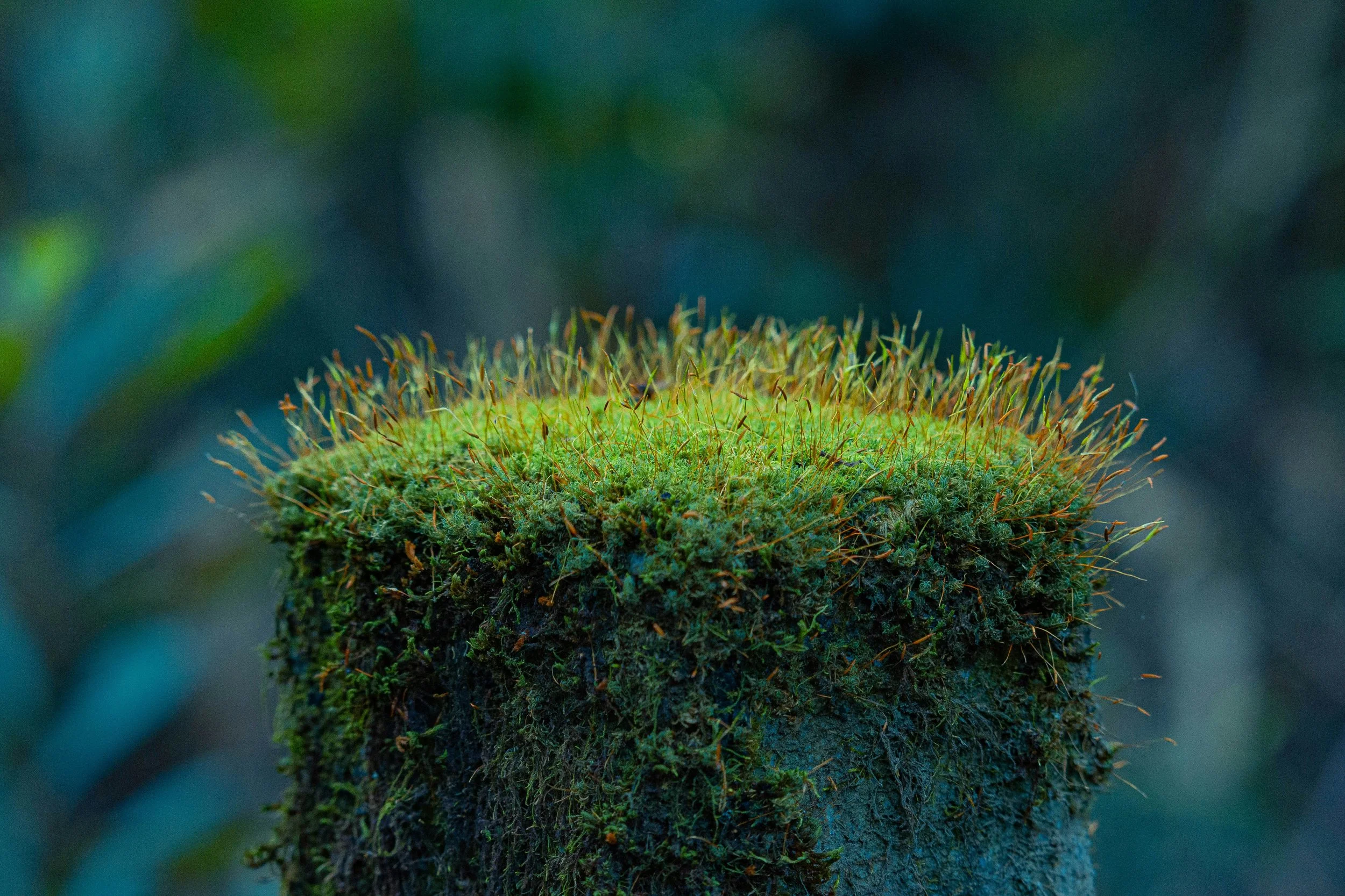 Un nuevo estudio revela que algunas especies de musgo podrían albergar hongos en su interior, una asociación inesperada que podría cambiar lo que sabemos sobre la evolución de las plantas terrestres.