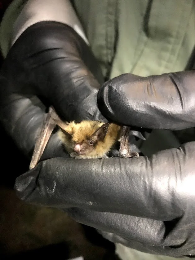 Ejemplar de murciélago de cola orlada (Myotis thysanodes), una de las especies incluidas en el estudio.