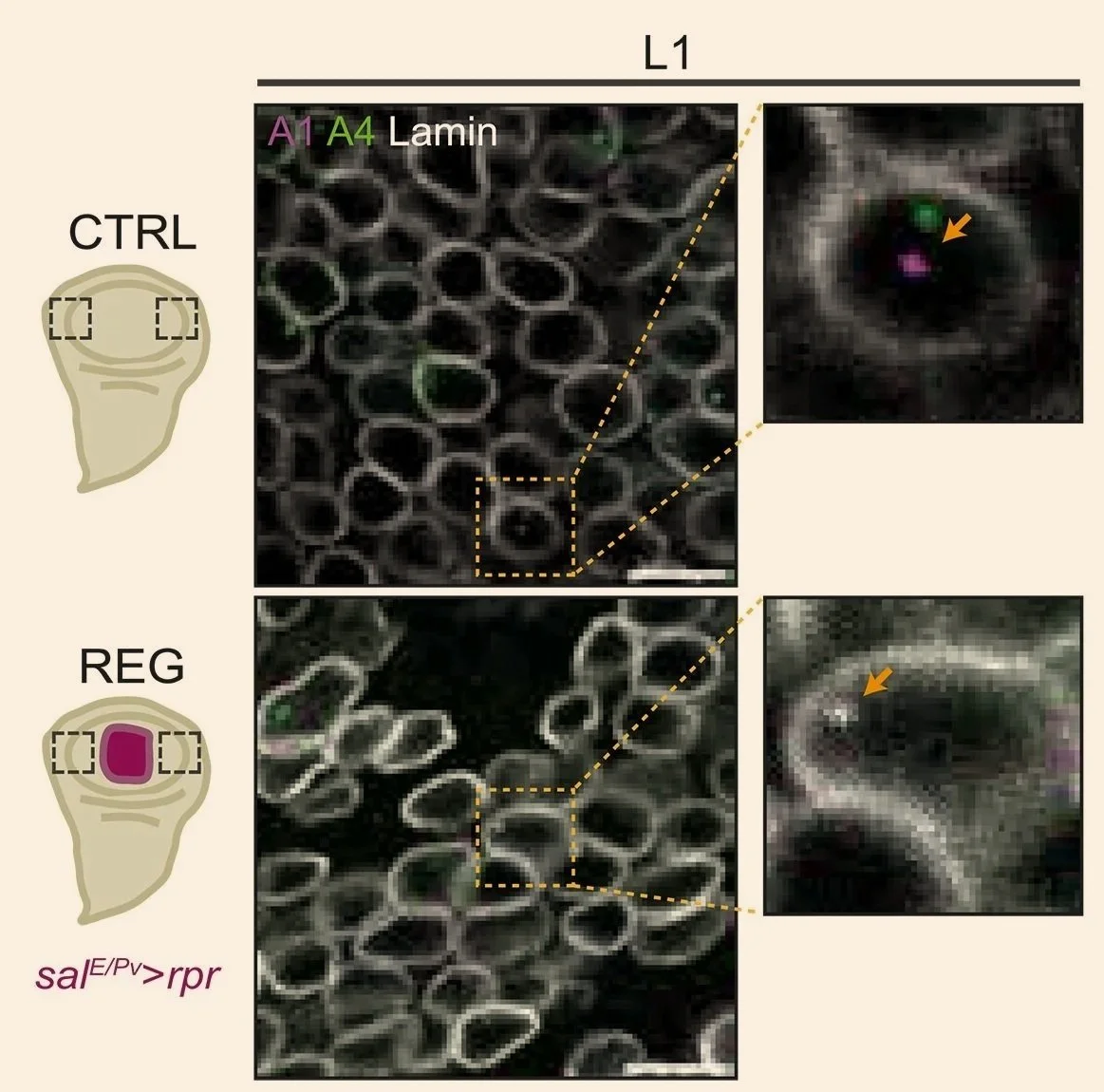 Hibridación in situ de los puntos de anclaje A1 (magenta) y A4 (verde), que forman el lazo de cromatina L1. Durante la regeneración (abajo), ambas regiones del ADN se aproximan dentro del núcleo celular, delimitado en blanco.