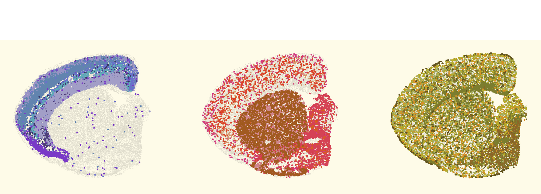 Mapa espacial de células en el cerebro de ratón: los investigadores identificaron distintos tipos celulares mediante transcriptómica espacial.