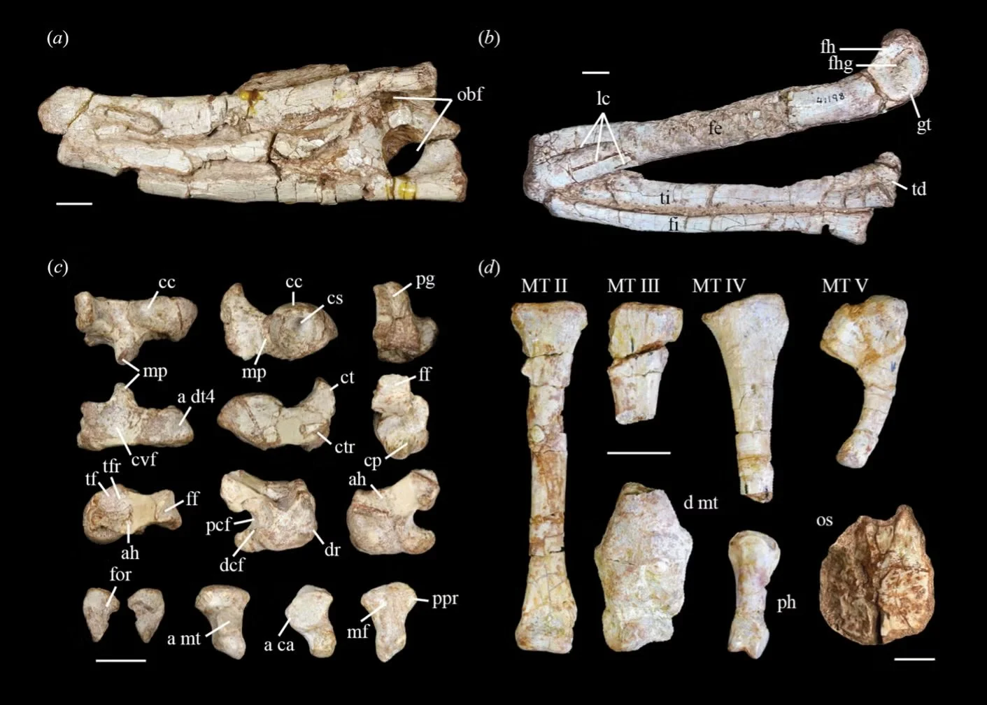 Extremidad posterior izquierda de Eosphorosuchus lacrimosa: pelvis (a), huesos de la pierna (b), tobillo (c) y pie (d).