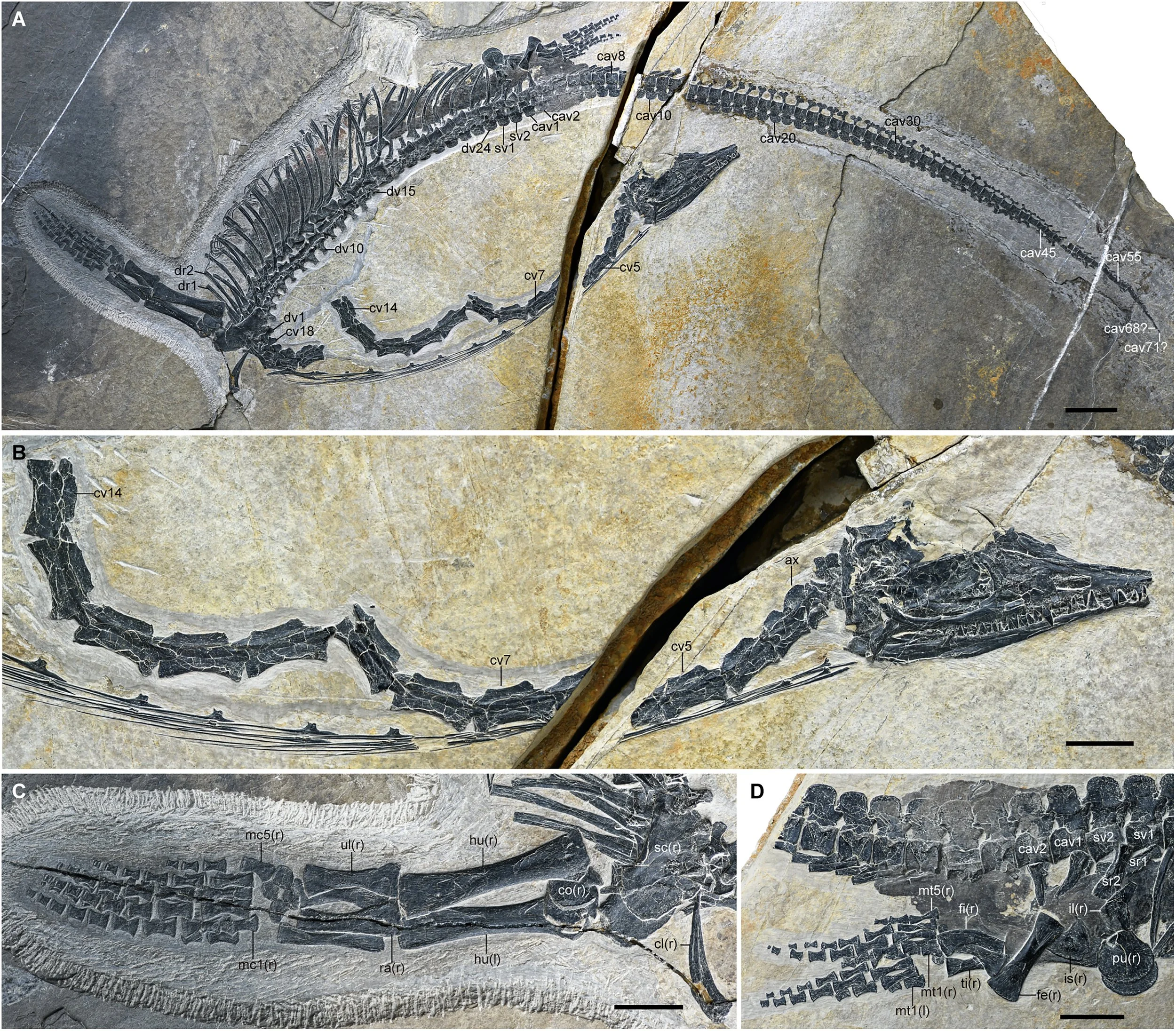 El holotipo de Austronaga minuta (IVPP V18579), descubierto en la provincia china de Yunnan, conserva un esqueleto prácticamente completo y articulado, un nivel de preservación excepcional para un reptil marino del Triásico Medio