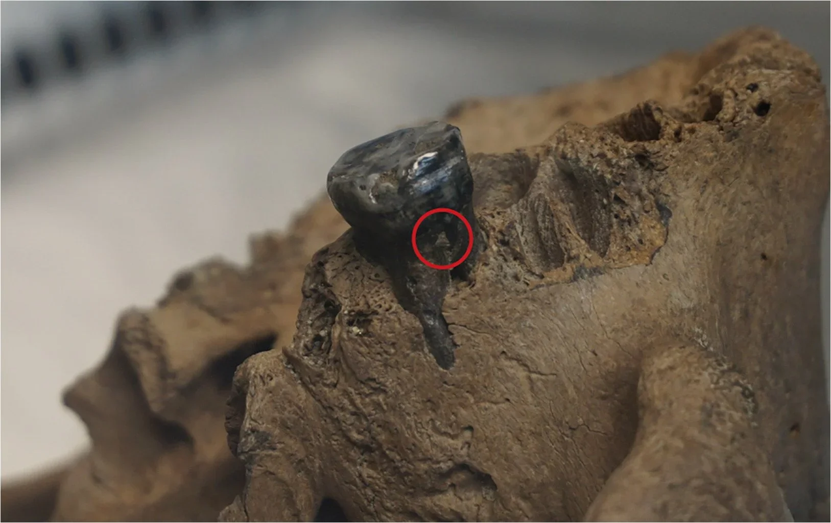 Detalle de la mandíbula del cráneo de Harbin, atribuido al Homo longi o «hombre dragón», hallado en China y datado en más de 146.000 años.