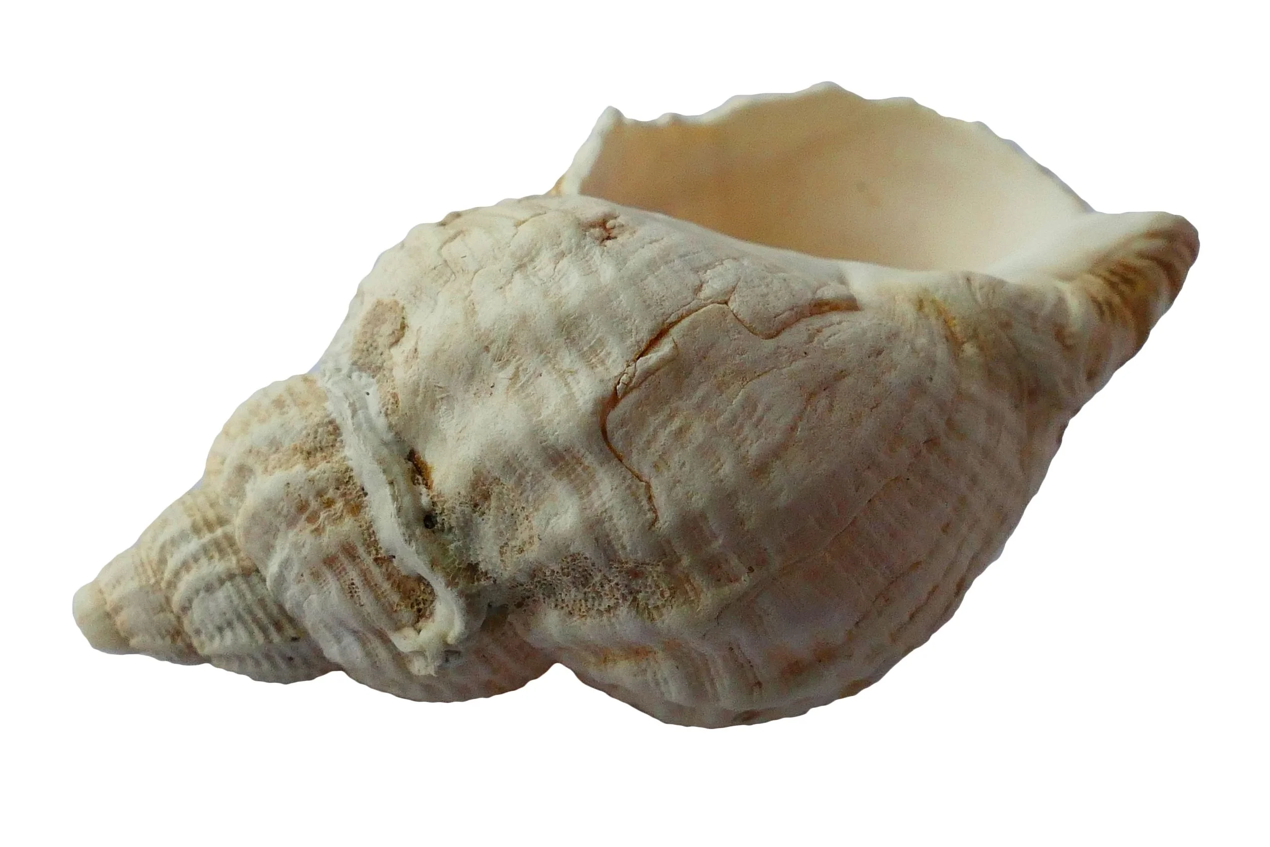 La enorme diversidad de formas y tamaños de las conchas marinas es el resultado de procesos de crecimiento gobernados por sencillas reglas matemáticas.