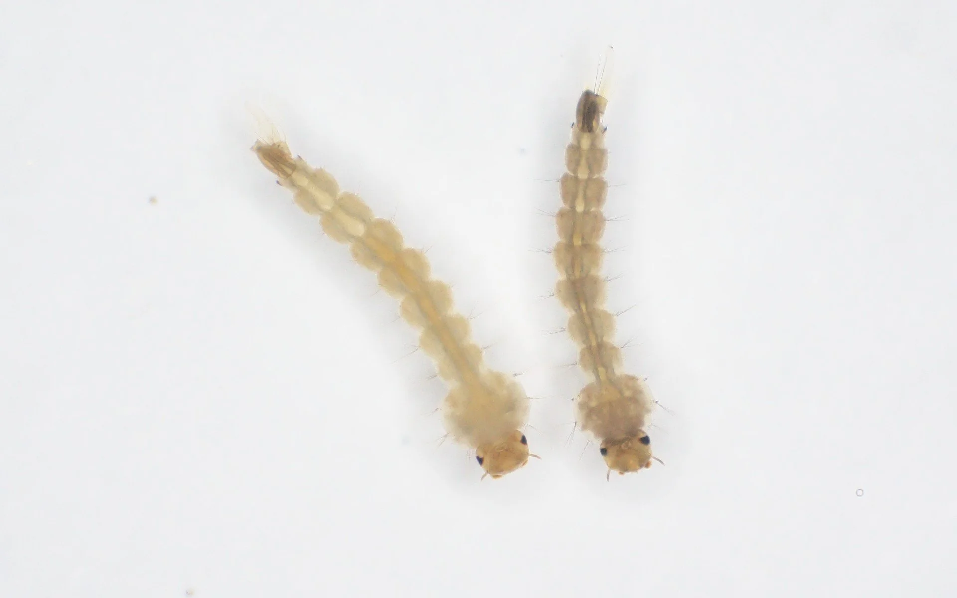 La coloración amarilla característica permite identificar fácilmente a los mosquitos modificados genéticamente ya en las etapas tempranas de su desarrollo, incluida la fase larvaria que se muestra en la imagen.
