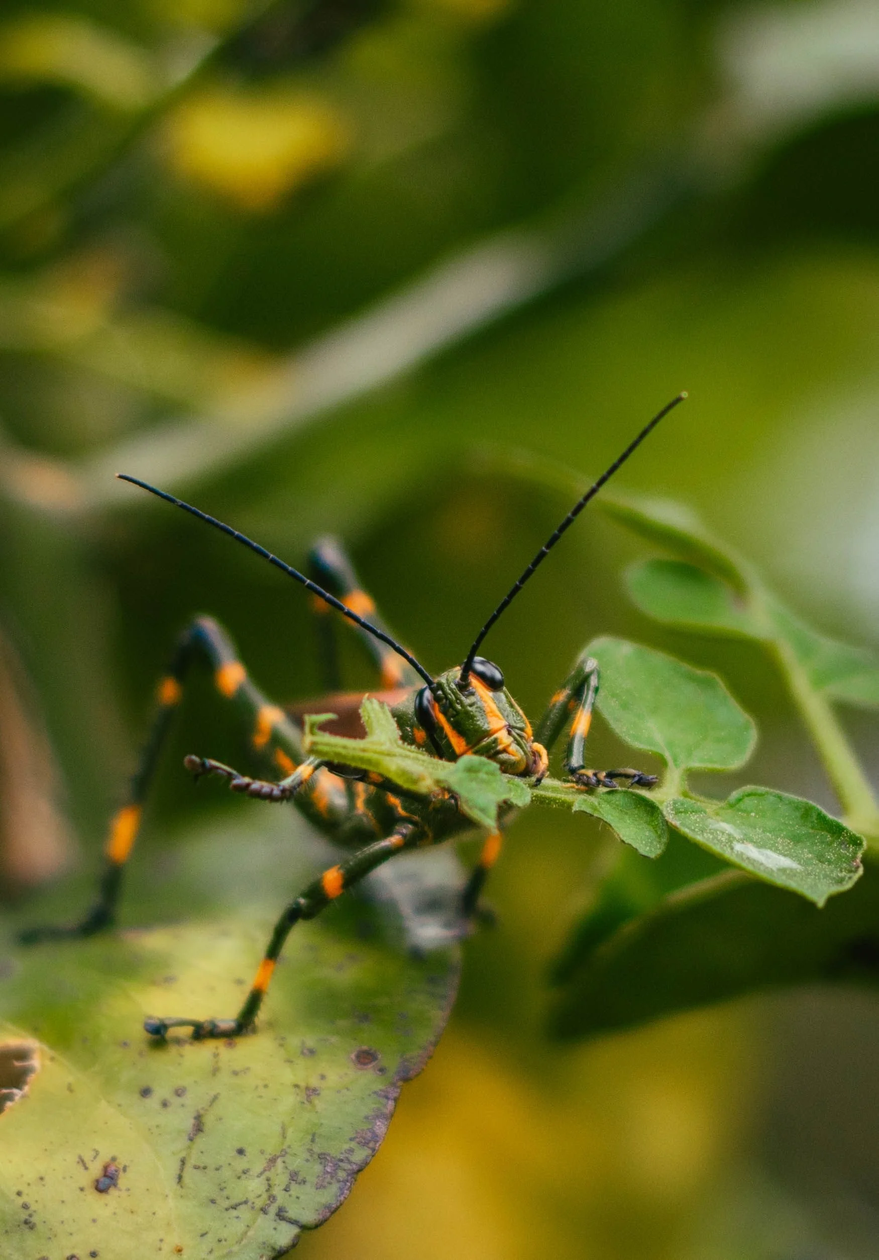 Las heridas causadas por insectos pueden activar señales moleculares que ponen en marcha las defensas de las plantas