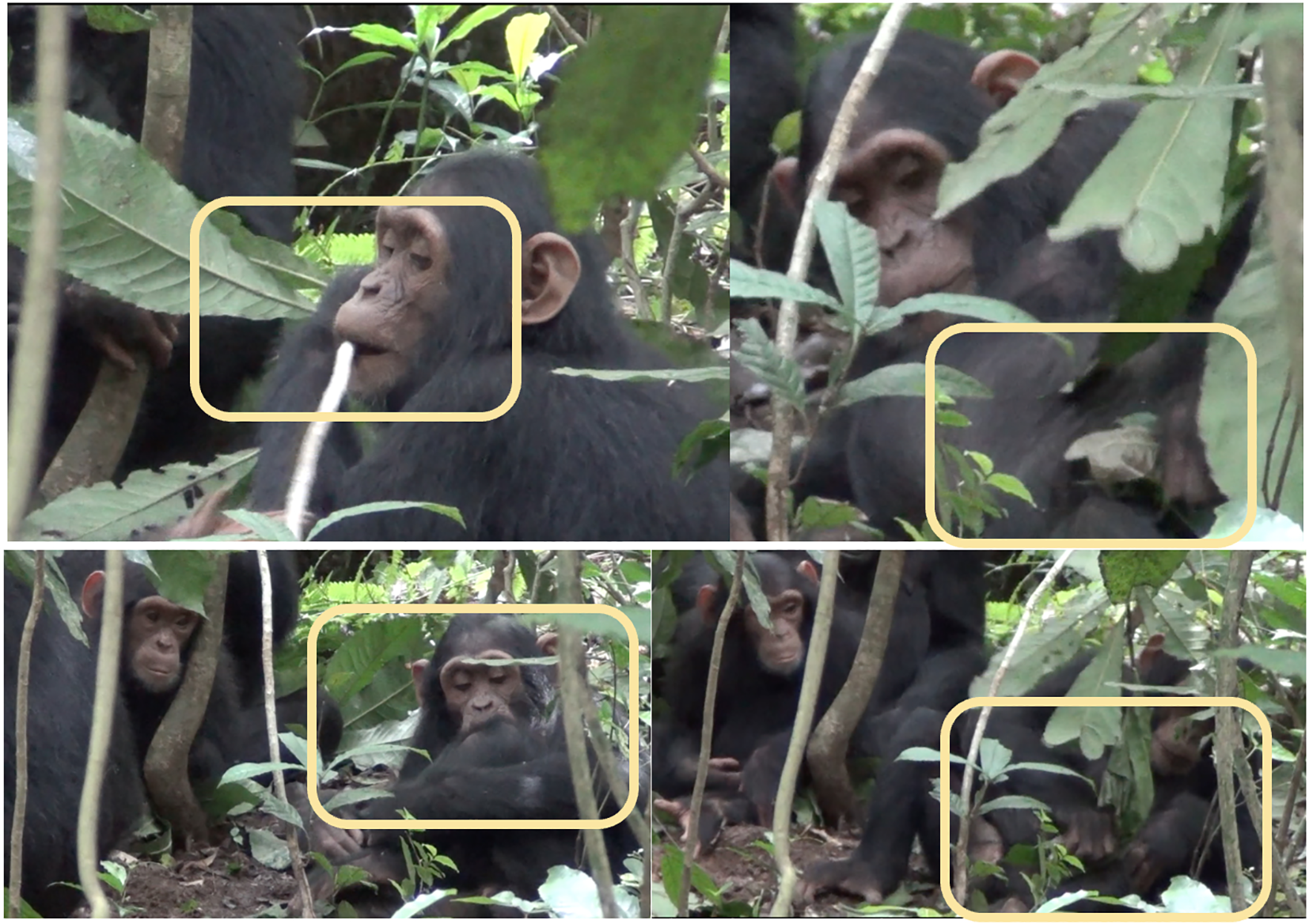 Secuencia de cuidado de una herida en un chimpancé.
