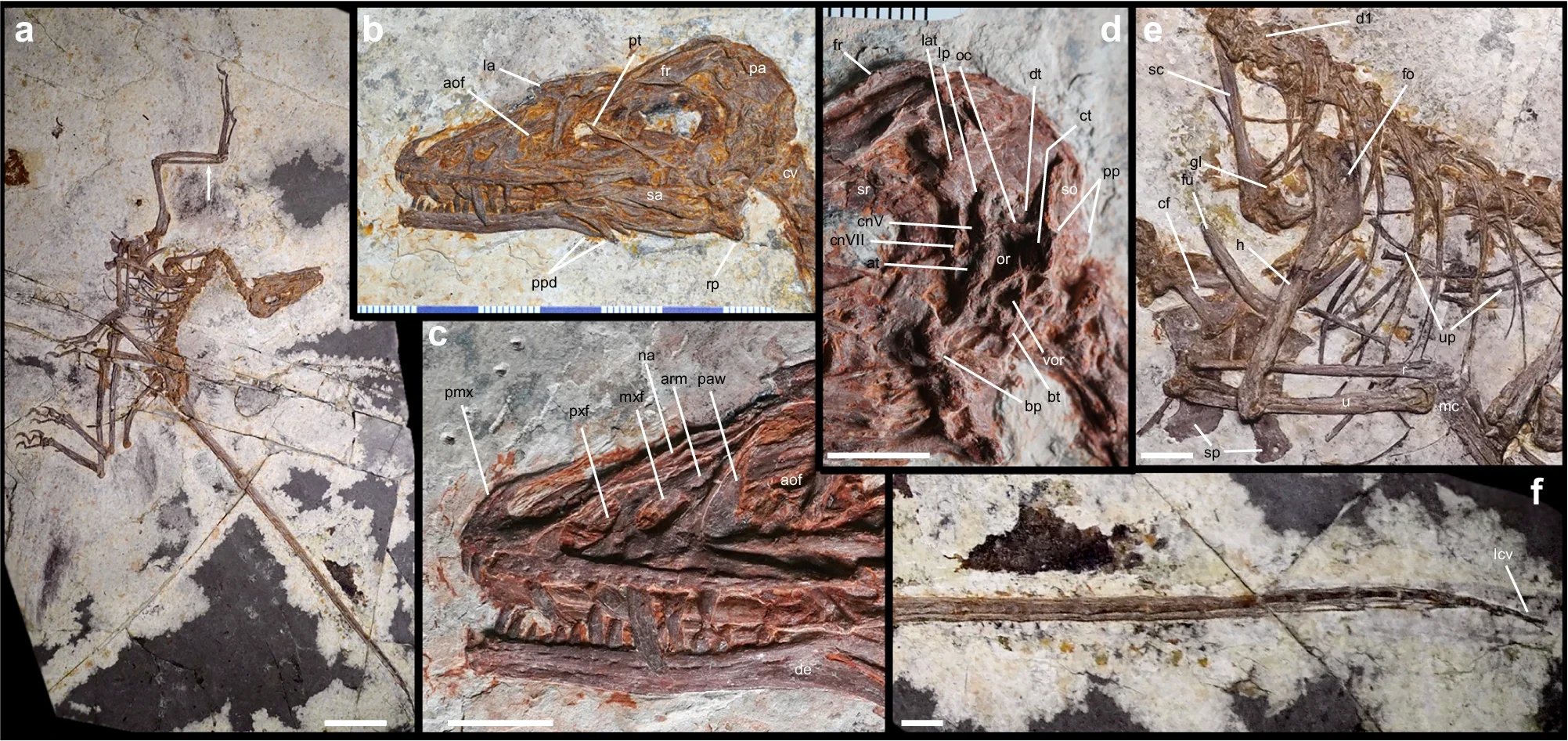 El fósil de Norellraptor barsboldi casi completo (a) y los detalles de su cráneo (b–d), la región del pecho y los brazos (e) y el extremo de la larga cola (f).