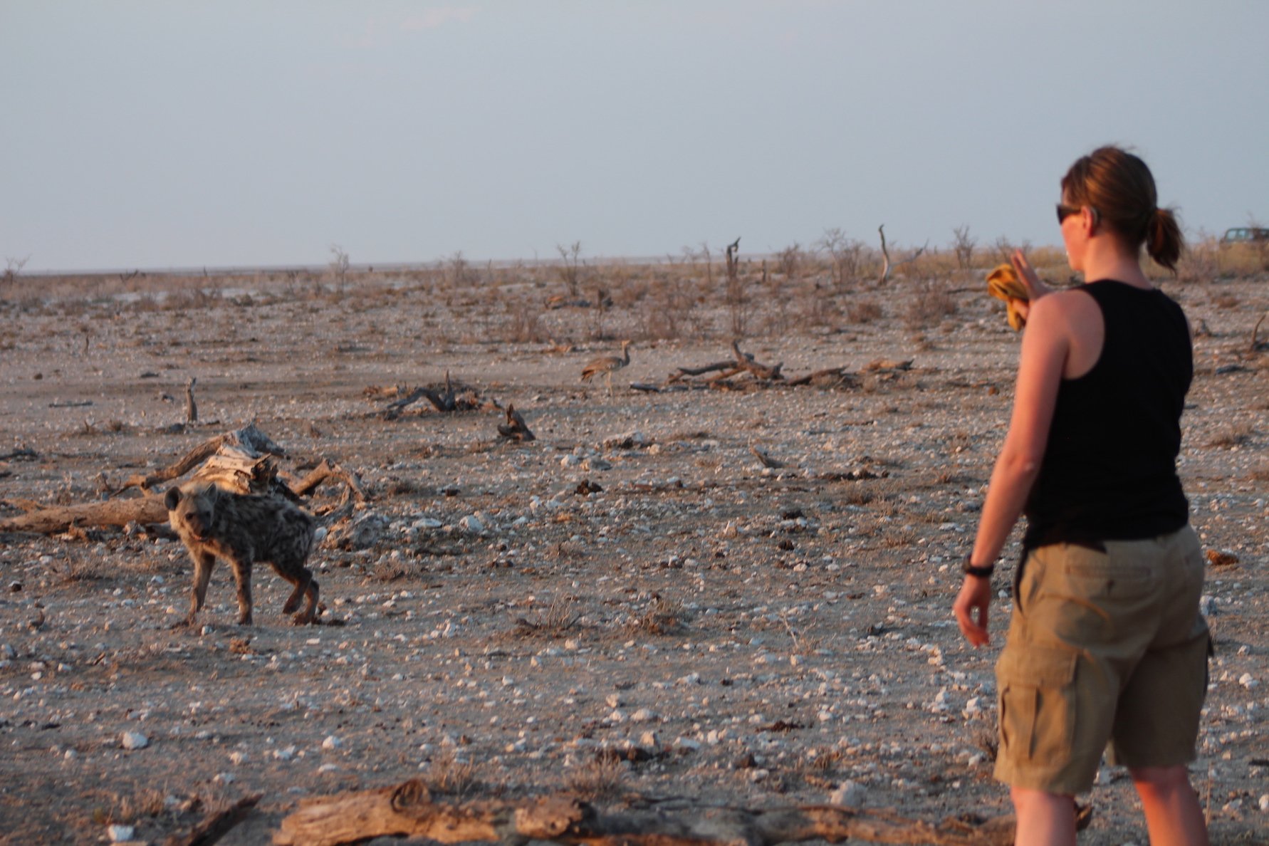 Una joven hiena manchada observa a Nancy Barker mientras la investigadora prepara una estación de cebo para inmovilizar y colocar un collar GPS a la matriarca del clan, en el parque nacional de Etosha.