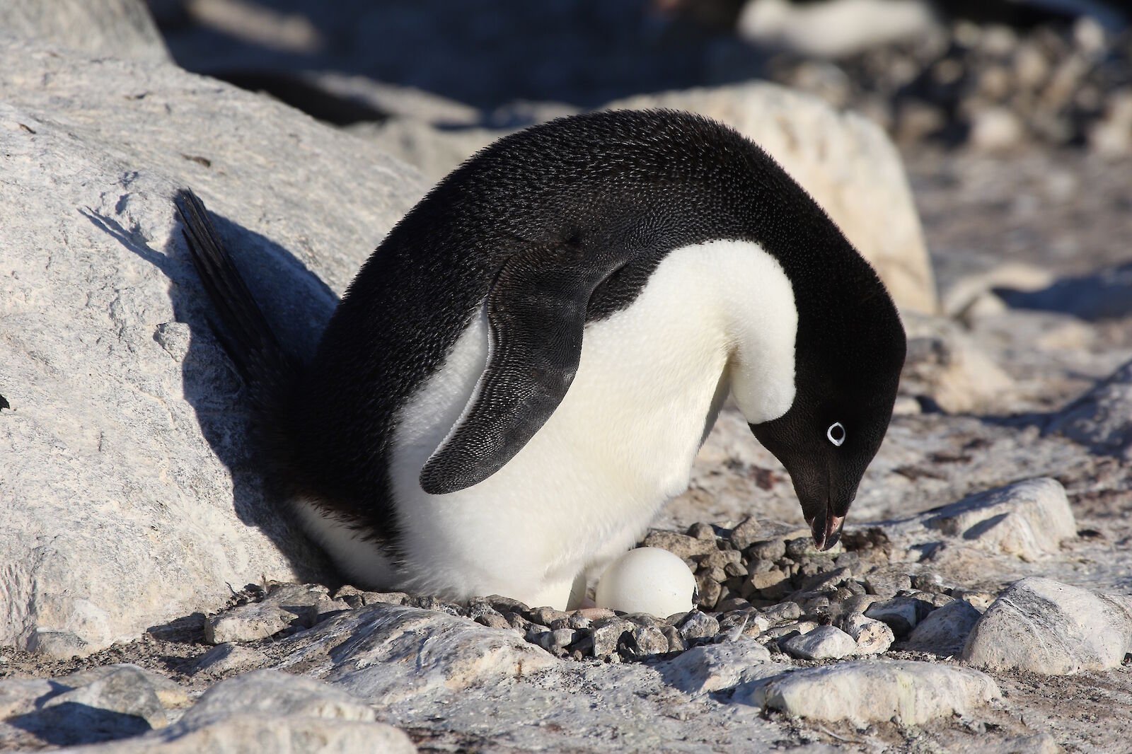 Un pingüino de Adelia protege su huevo en un nido de piedras mientras el polluelo comienza a romper el cascarón. La disponibilidad de peces durante la cría resulta clave para el desarrollo de los polluelos.