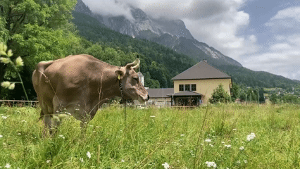 Veronika usa diferentes técnicas para usar la escoba en función del área del cuerpo que quiere rascarse.