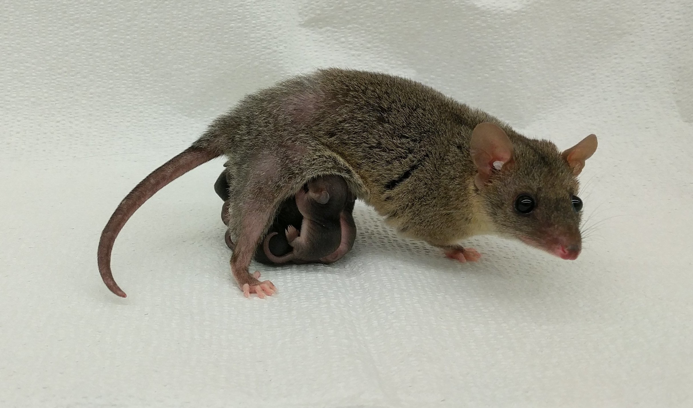 Hembra de colicorto gris (Monodelphis domestica), con sus crías. Se trata de un marsupial que se separó de los mamíferos placentarios antes de que éstos desarrollaran placentas complejas.